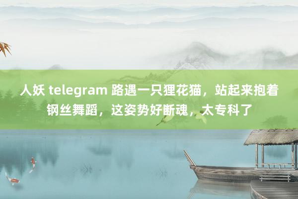 人妖 telegram 路遇一只狸花猫，站起来抱着钢丝舞蹈，这姿势好断魂，太专科了