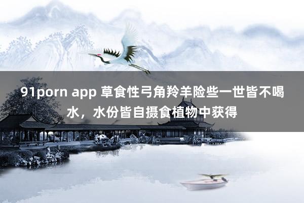 91porn app 草食性弓角羚羊险些一世皆不喝水，水份皆自摄食植物中获得